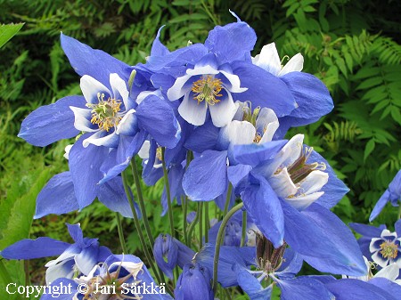 Perhoakileija, Aquilegia glandulosa var. jucunda